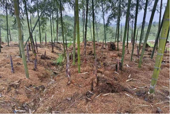 凉亭坳乡板栗坪村实地考察雷竹产业 助推乡村振兴_鹤城区人民政府